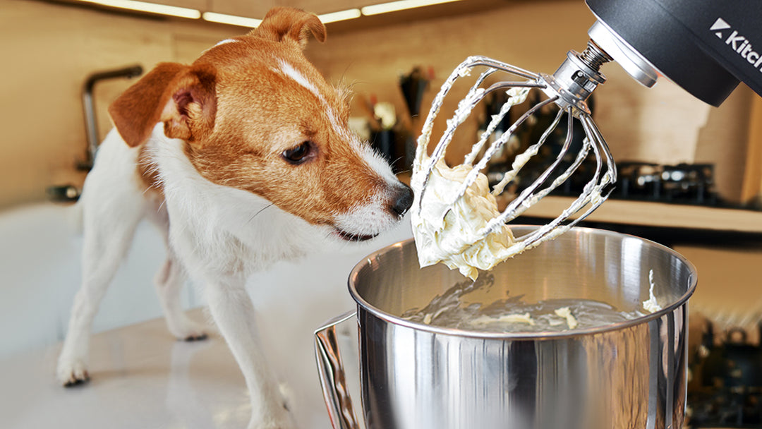 Pamper Your Furry Friend: Stand Mixer Recipes for Homemade Pet Treats